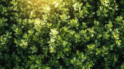 Lush Green Garden with Sunlight Dappled Abstract Shrubs