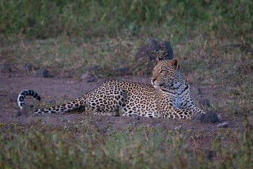 Female leopard lies in clearing scanning savanna