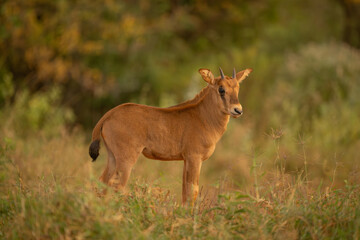 Fringe-eared oryx calf stands turning to camera