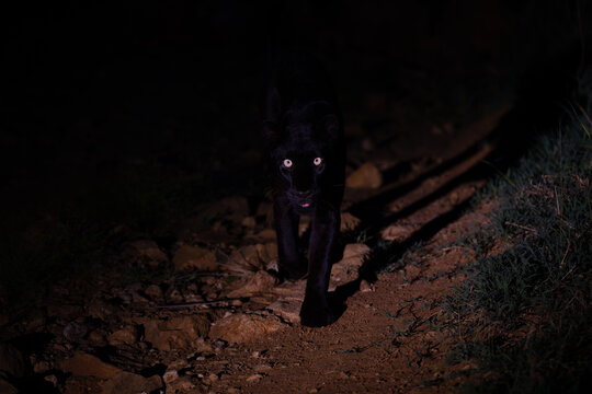 Female panther walking towards camera at night