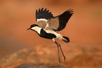 Spur-winged lapwing takes off over brown rock