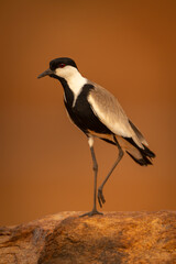 Spur-winged lapwing lifts foot on brown rock