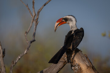 Von der Decken hornbill turns on log