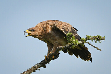 Tawny eagle calls mate from leafy branch
