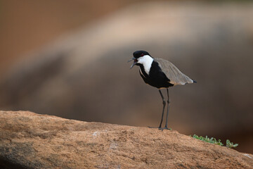 Spur-winged lapwing calls in sunshine on stone