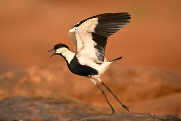 Fototapeta premium Spur-winged lapwing opens beak jumping off rock