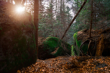 Obraz premium wilderness highland forest landscape dramatic sunset lighting background and rocks with moss foreground evergreen pine trees wood land environment