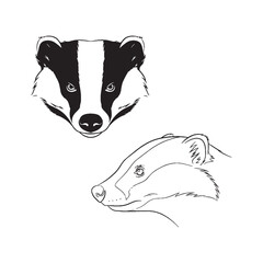 Badger Visual - Unique Critter - Stealthy Forager - Badger silhouette - Badger lineart - Badger vector - vector set of Badger   © Jeffery dean