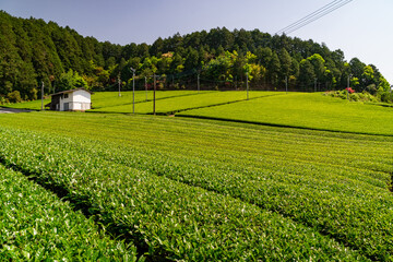 福岡県八女市の広大な茶畑