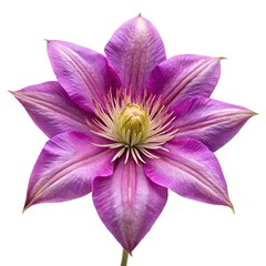 Beautiful Clematis flower showcasing purple petals and detailed yellow stamen center against white