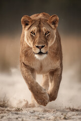 Obraz premium capture dynamic portraits of top animals in motion against minimalist bokeh background