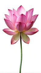 Fototapeta premium Elegant Single Lotus Flower Blossom Against a Clean White Background Studio Shot