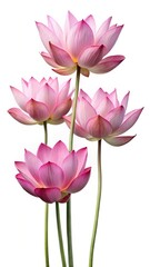 Four Beautiful Pink Lotus Flowers with White Background in Elegant Arrangement