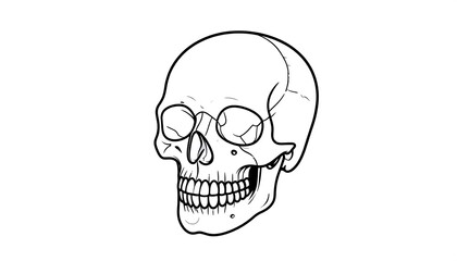 Side view of a detailed anatomical skull drawing