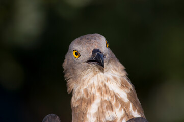 Short-toed eagle, Circaetus gallicus, Wildlife recovery center. Bonassai, Alghero.SS, Sardinia. Italy