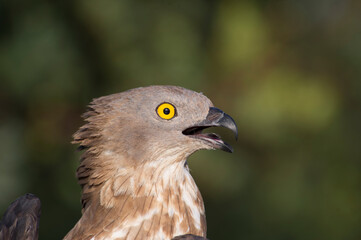 Short-toed eagle, Circaetus gallicus, Wildlife recovery center. Bonassai, Alghero.SS, Sardinia. Italy