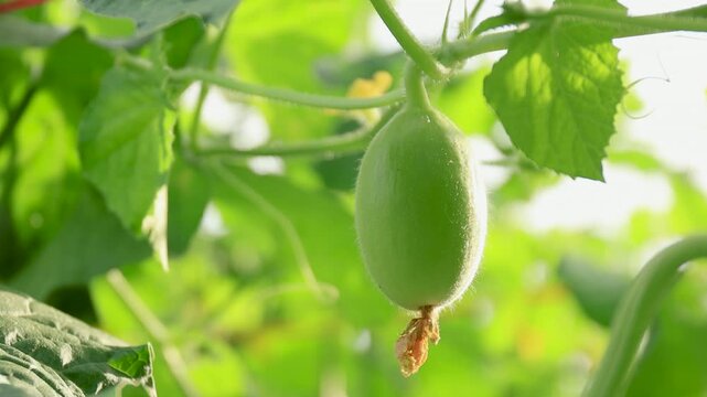 water gourd or vegetable gourd plant, young plants, winter melon garden, wax gourd farm nature, marrow organic in the plantation, ash gourd farming, home gardening tropical of asian
