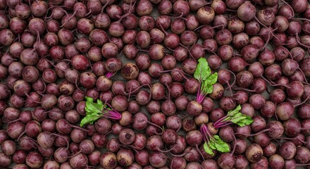 Top view of many fresh red beets with green leaves arranged in a pattern on dark background, organic healthy food concept.