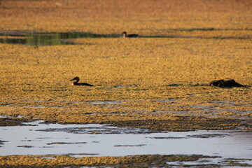 Markinch Saskatchewan Prairie Wildlife and Scenery
