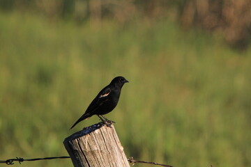Markinch Saskatchewan Prairie Wildlife and Scenery