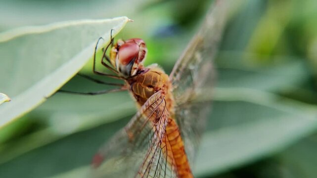 Dragonflies act as natural predators for insect pests, including rice plant pests such as brown planthoppers and stem borers.