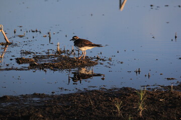 Markinch Saskatchewan Prairie Wildlife and Scenery