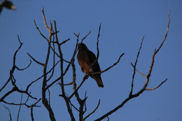 Markinch Saskatchewan Prairie Wildlife and Scenery