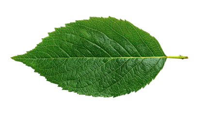 Close-up of a vibrant green leaf, exhibiting fine veins and a serrated edge, set against a black backdrop