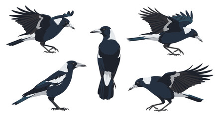 Australian magpie bird in various poses and wing positions  