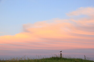 Markinch Saskatchewan Prairie Wildlife and Scenery