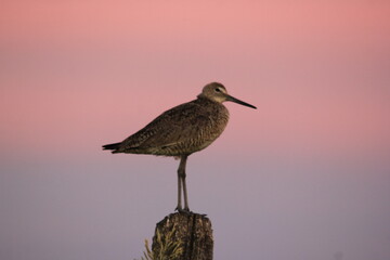 Markinch Saskatchewan Prairie Wildlife and Scenery