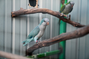 Blue Parrot with White Head, Perched Calmly