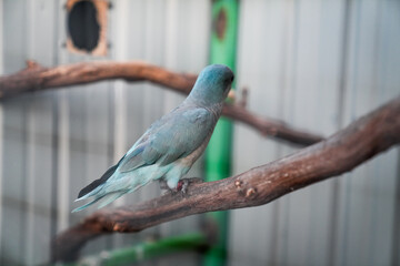 Blue Parrot Gazing Out, Captive Beauty