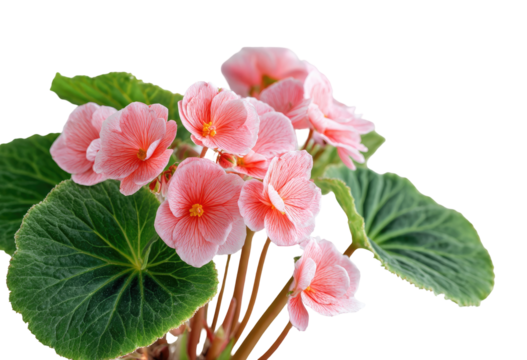 Close-up of a cluster of delicate pink begonias, with vibrant green leaves