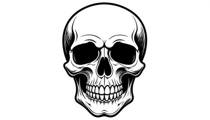 A detailed illustration of a human skull.  Front view