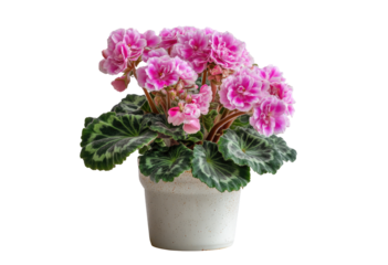 Pink African Violet in a Pot