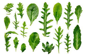 Close-up of various green leaves, diverse shapes and sizes
