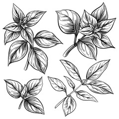 A collection of hand-drawn mint parts, including sprigs and leaves, in a modern black outline style on white