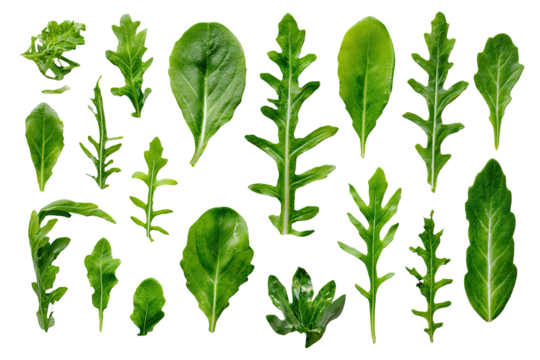 Close-up of various green leaves, diverse shapes and sizes