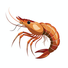vector illustration of shrimp