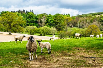 Fototapeta premium Sheep, Ullswater Lake, Lake District National Park, Cumbria, England