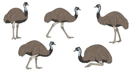 Obraz premium Emu in different poses, walking and standing on white background 