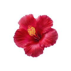 Vibrant Red Hibiscus Flower with Bright Yellow Stamen in Isolated Black Background for Nature and Floral Themes