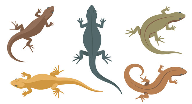 Various flat lizards illustrated in different colors and poses  