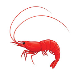 Red shrimp illustration against a plain white background.