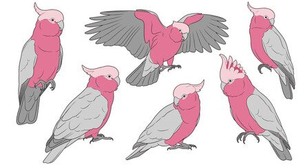 Galah birds in various poses with grey and pink plumage  