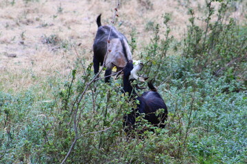 Goats Grazing in a Field Wildlife and Nature Scene