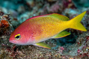 Colorful Marine Life: Anthias Species Close-Up