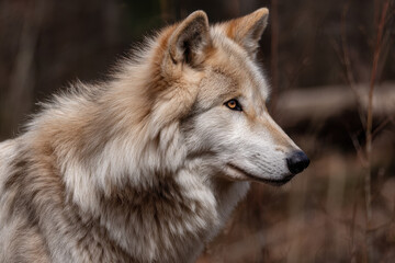 Obraz premium capture stunning portraits of top northern animals set against minimalist background with beautiful bokeh