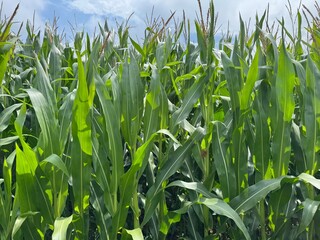 green corn field